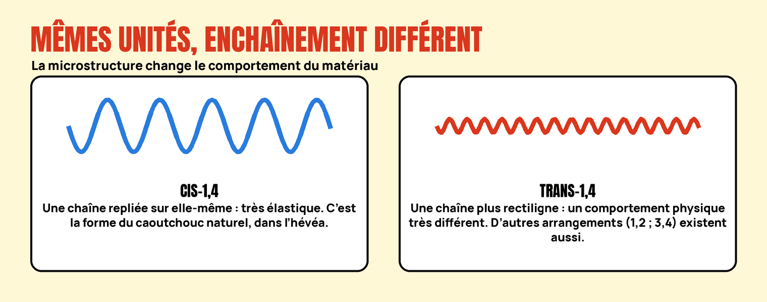 Deux chaînes de polyisoprène : l’une repliée sur elle-même (cis-1,4, très élastique), l’autre plus rectiligne (trans-1,4).
