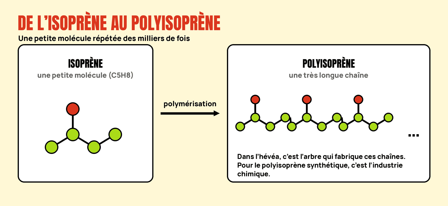 Schéma de la polymérisation : une petite molécule d’isoprène (C5H8) se répète pour former une très longue chaîne de polyisoprène.