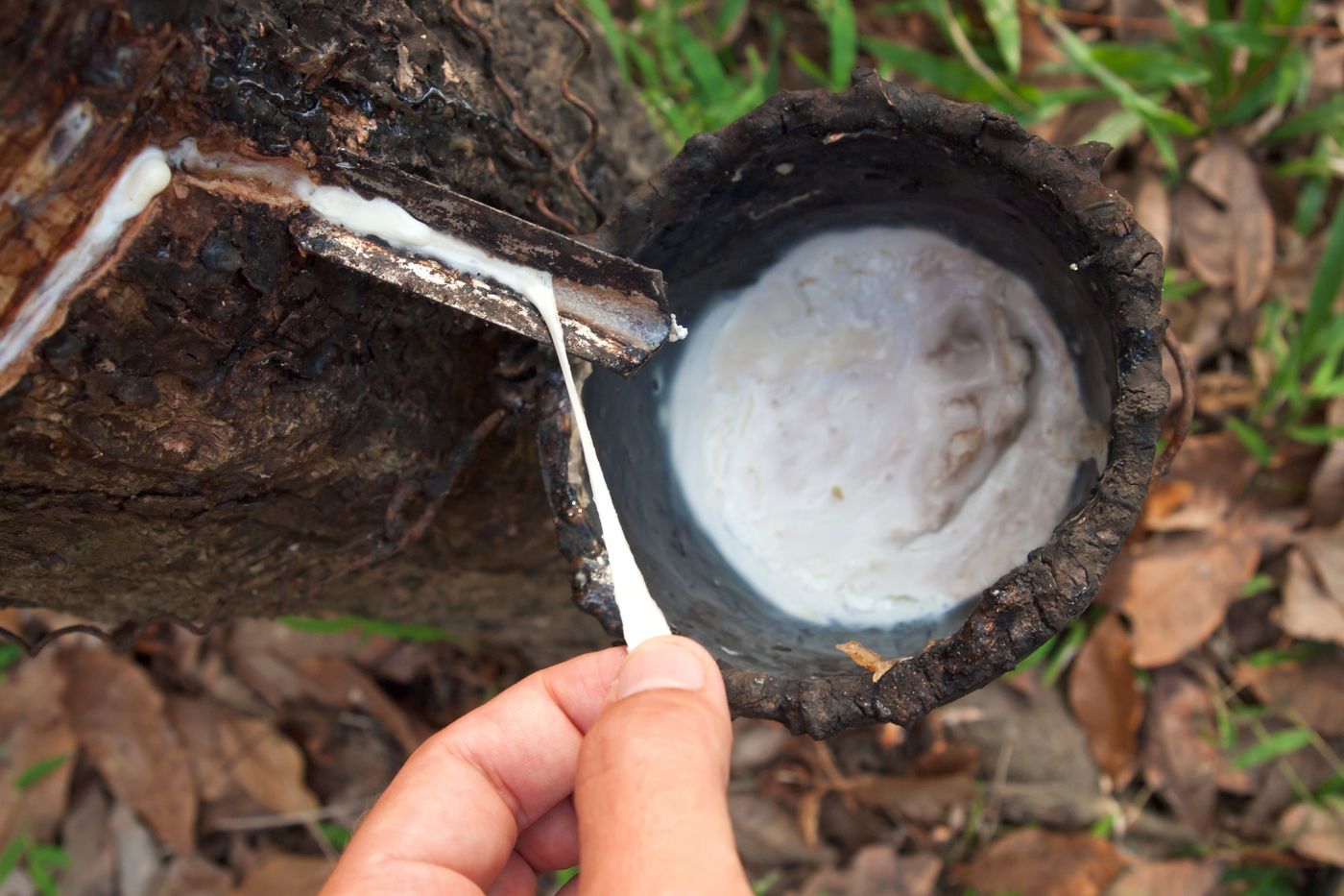 Gros plan sur la saignée d’un hévéa : le latex blanc s’écoule le long d’une gouttière métallique vers un godet noirci, et une main en tire un fil élastique.
