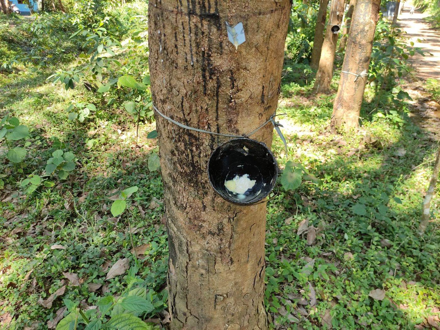 Tronc d’hévéa saigné : des coulées sombres de latex séché sur l’écorce, une petite gouttière métallique et un godet noir attaché au tronc par un lien, avec un peu de latex blanc au fond.