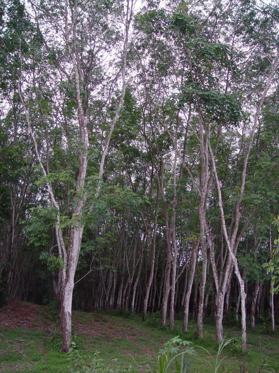 Une plantation d’hévéas : de nombreux troncs clairs et élancés, plantés en rangées sous un feuillage dense.